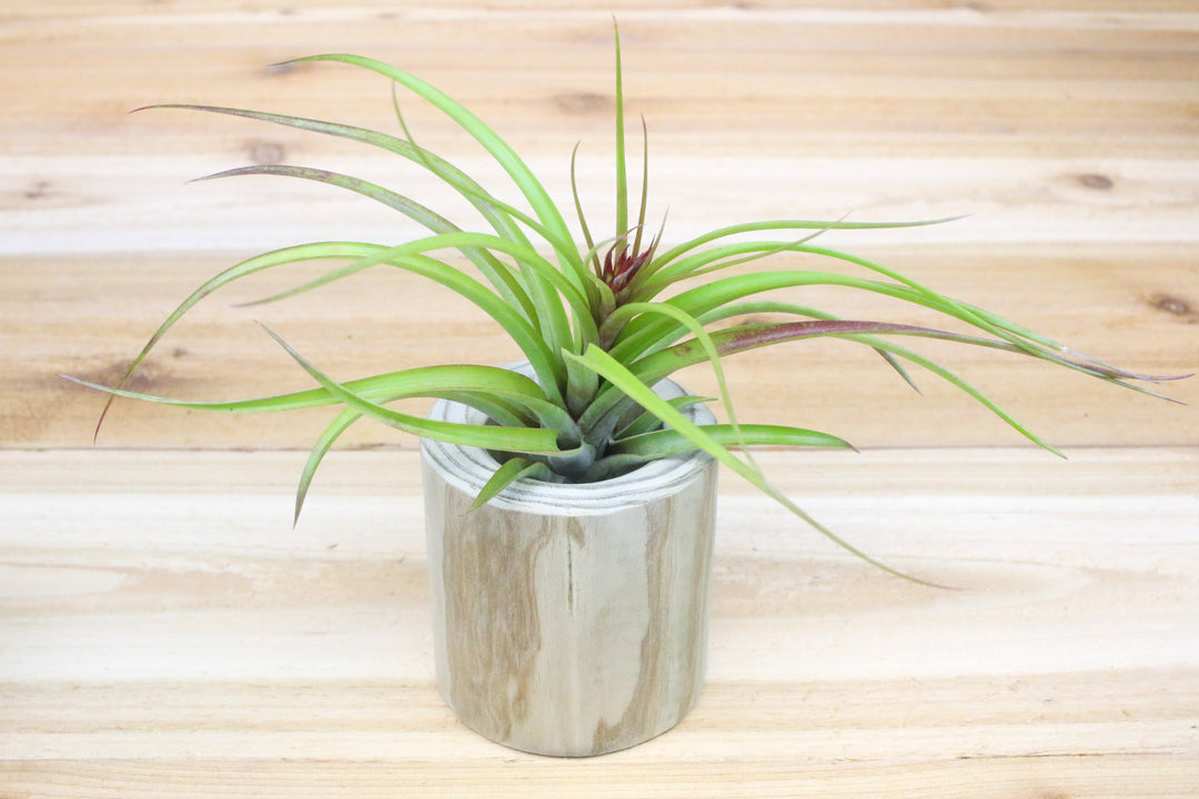 large hand carved driftwood container with blooming tillandsia sparkler air plant