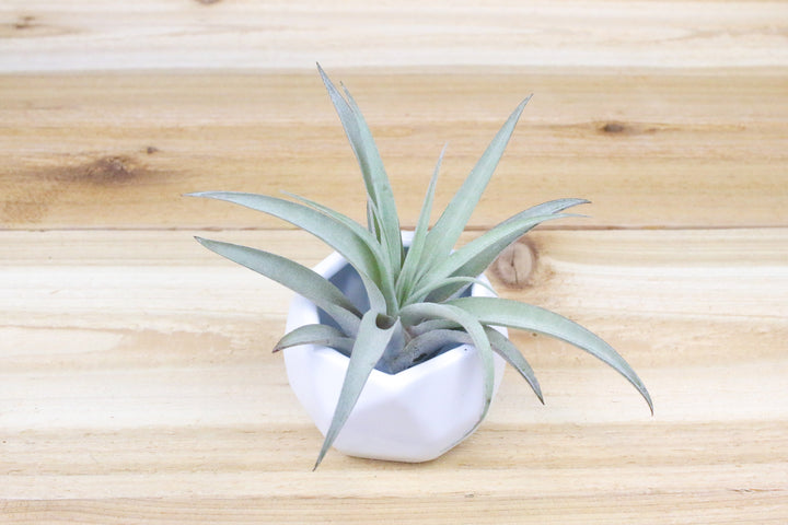White Geometric Ceramic Container with Tillandsia Harrisii  Air Plant