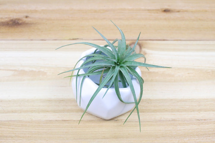 White Geometric Ceramic Container with Tillandsia aeranthos Air Plant
