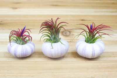 3 purple urchin shells with blushing blooming tillandsia ionantha fuego air plants