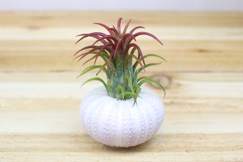 purple urchin with blushing and blooming tillandsia ionantha fuego air plant