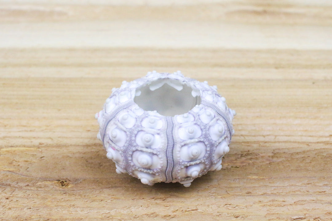 sputnik urchin shell