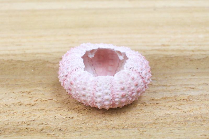 pink urchin seashell