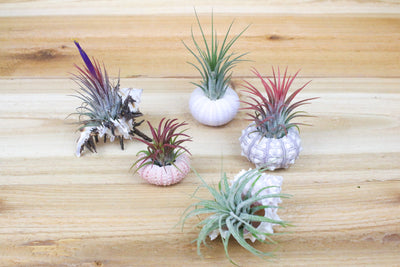 collection of five seashells with assorted tillandsia air plants