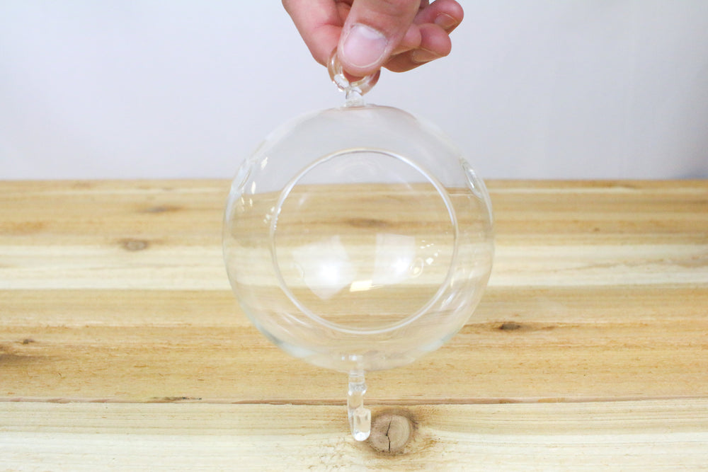 Double Hook Hanging Globe Terrarium