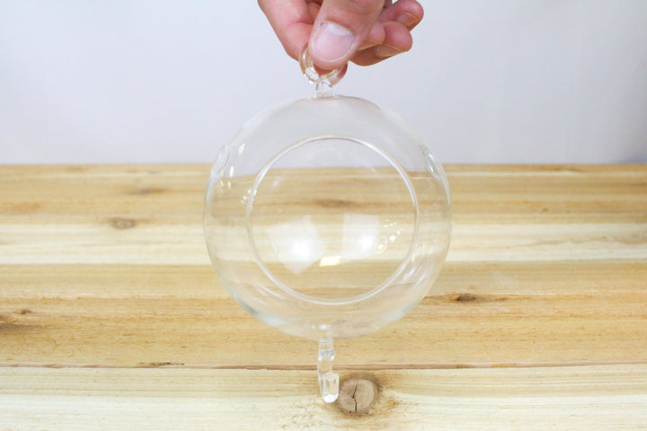 Double Hook Hanging Globe Terrarium