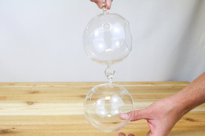 Double Hook Hanging Globe Terrariums