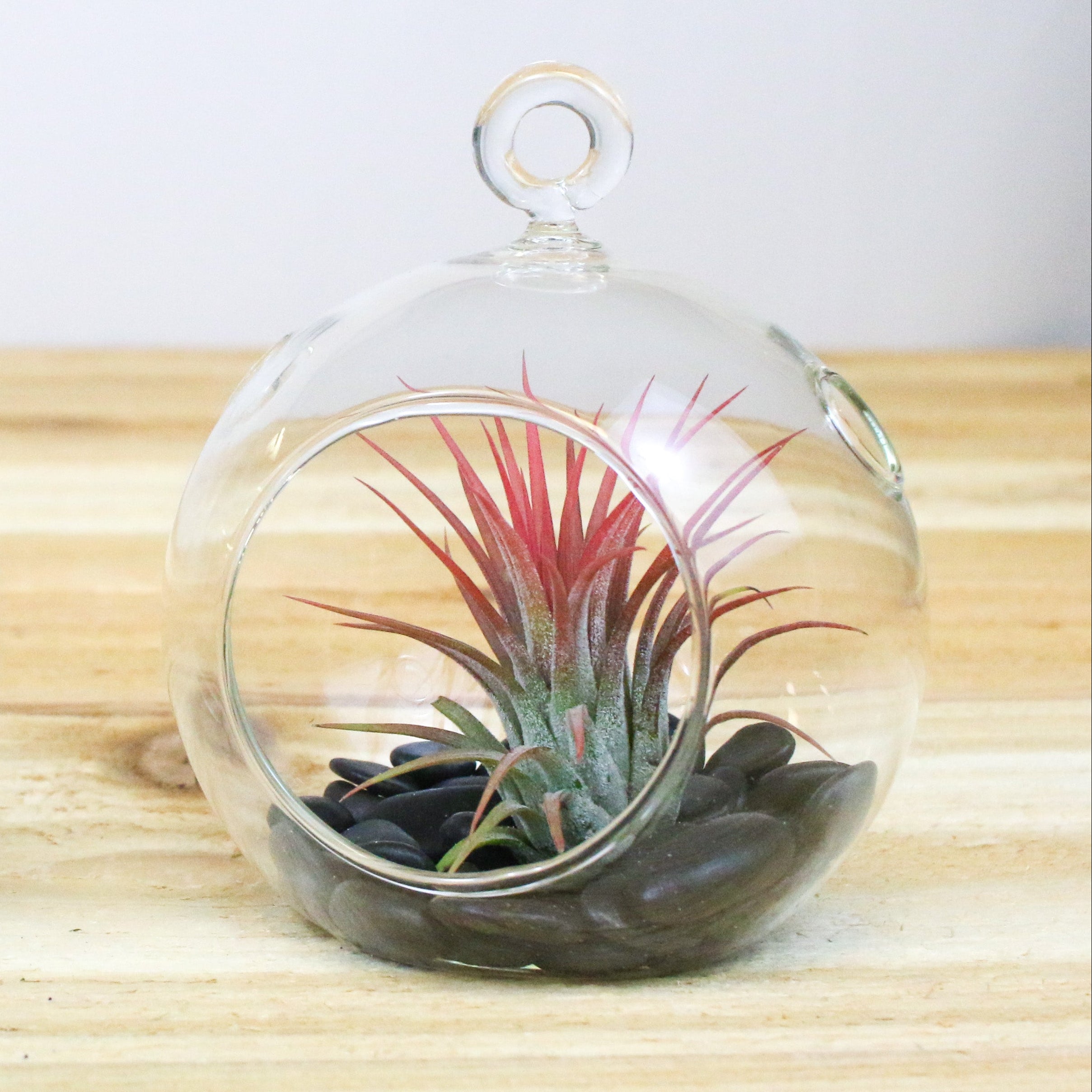 Wholesale Flat Bottom Terrarium with Stones & Tillandsia Air Plants – Air  Plant Shop