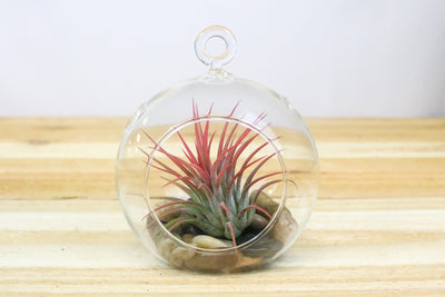 flat bottom glass globe terrarium with loop for haning containing beige stones and tillandsia ionantha guatemala air plant
