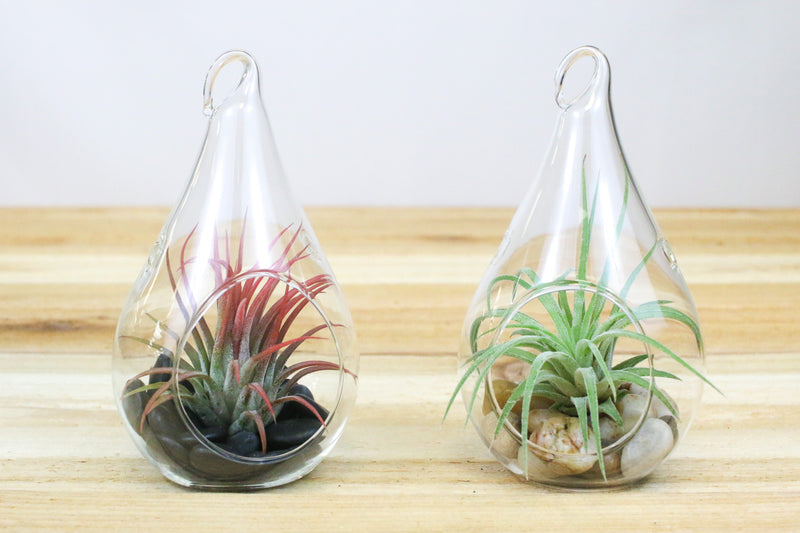 2 glass teardrop shaped terrariums with stones and tillandsia ionantha air plants