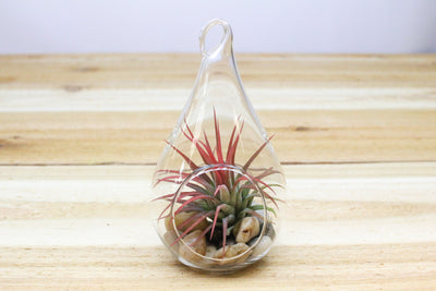 teardrop glass terrarium with river stones and blushing tillandsia ionantha air plant