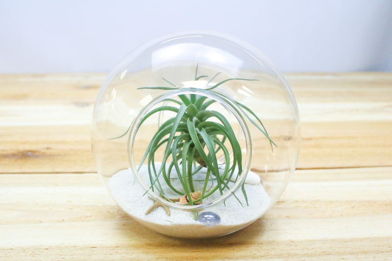 double open ended large glass globe terrarium with sand and tillandsia aeranthos air plant