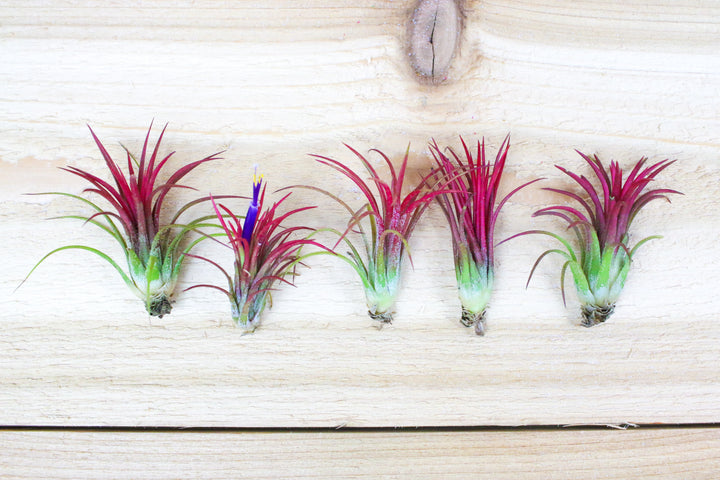 5 blushing and blooming tillandsia ionantha fuego air plants