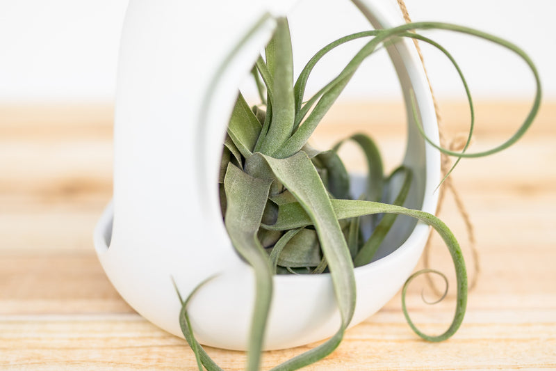 close up of large white ceramic  hanging pod with tillandsia streptophylla air plant