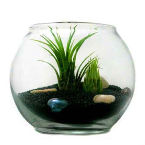 bubble bowl terrarium with black sand, sea life and tillandsia ionantha air plants