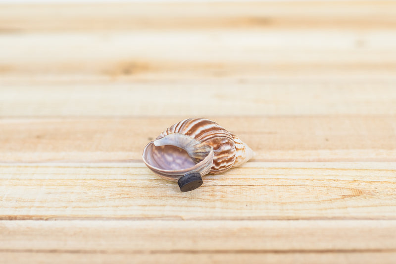 seashell with magnet attatched