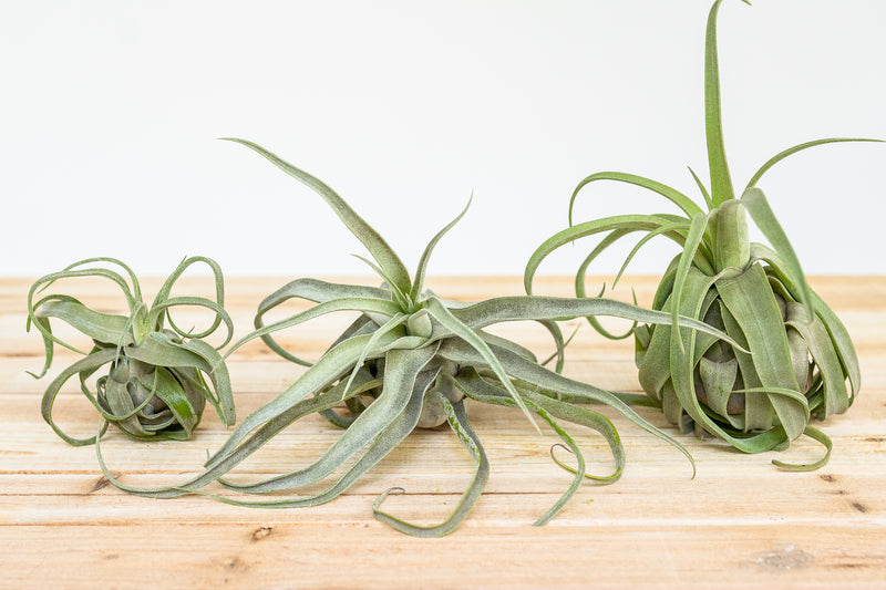 small, medium and large curly tillandsia streptophylla air plants