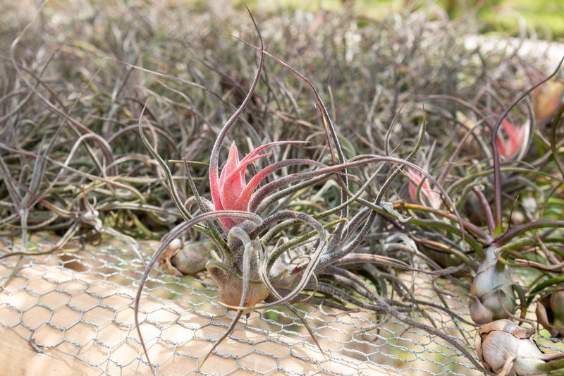 hundreds of purple blushing tillandsia pruinosa air plant with beautiful pink and purple bloom