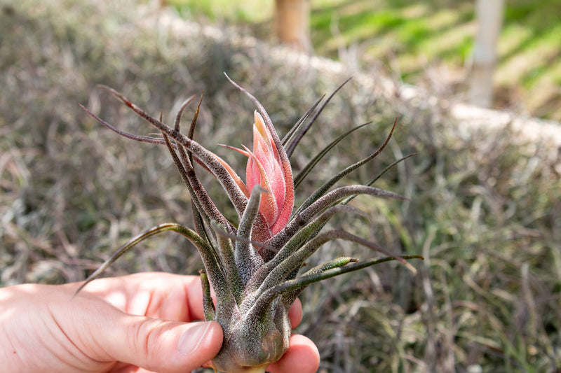 purple blushing tillandsia pruinosa air plant with beautiful pink and purple bloom
