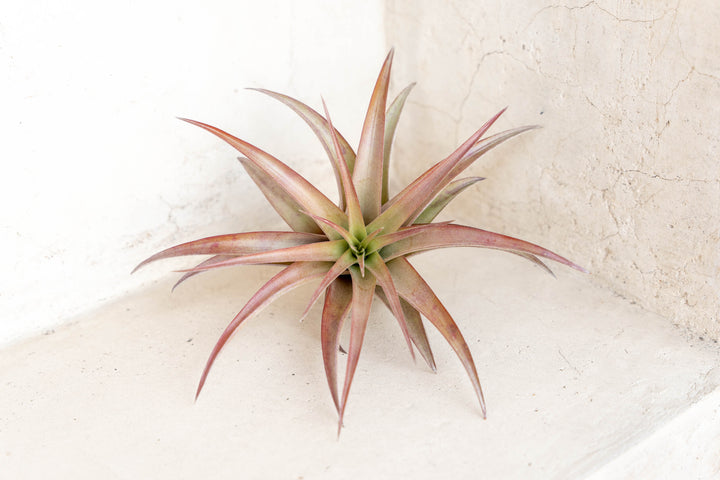 blushing tillandsia abdita air plant