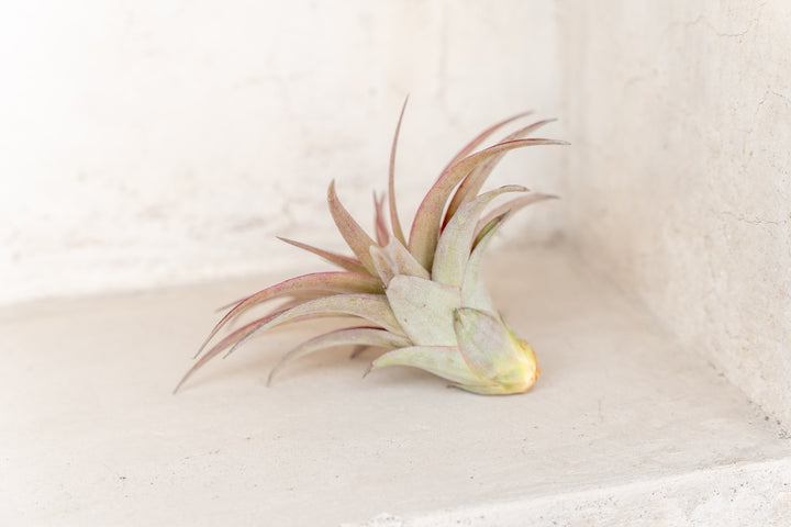 blushing tillandsia abdita air plant