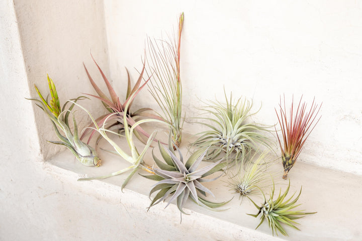 assorted premium tillandsia air plants