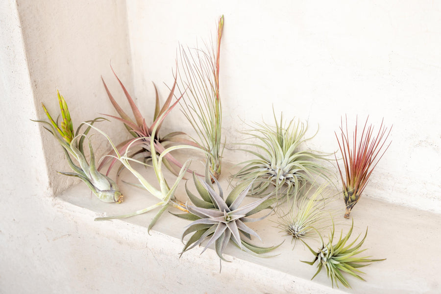 assorted premium tillandsia air plants