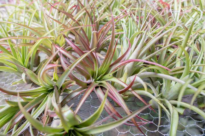 Hundreds of blushing tillandsia abdita air plants