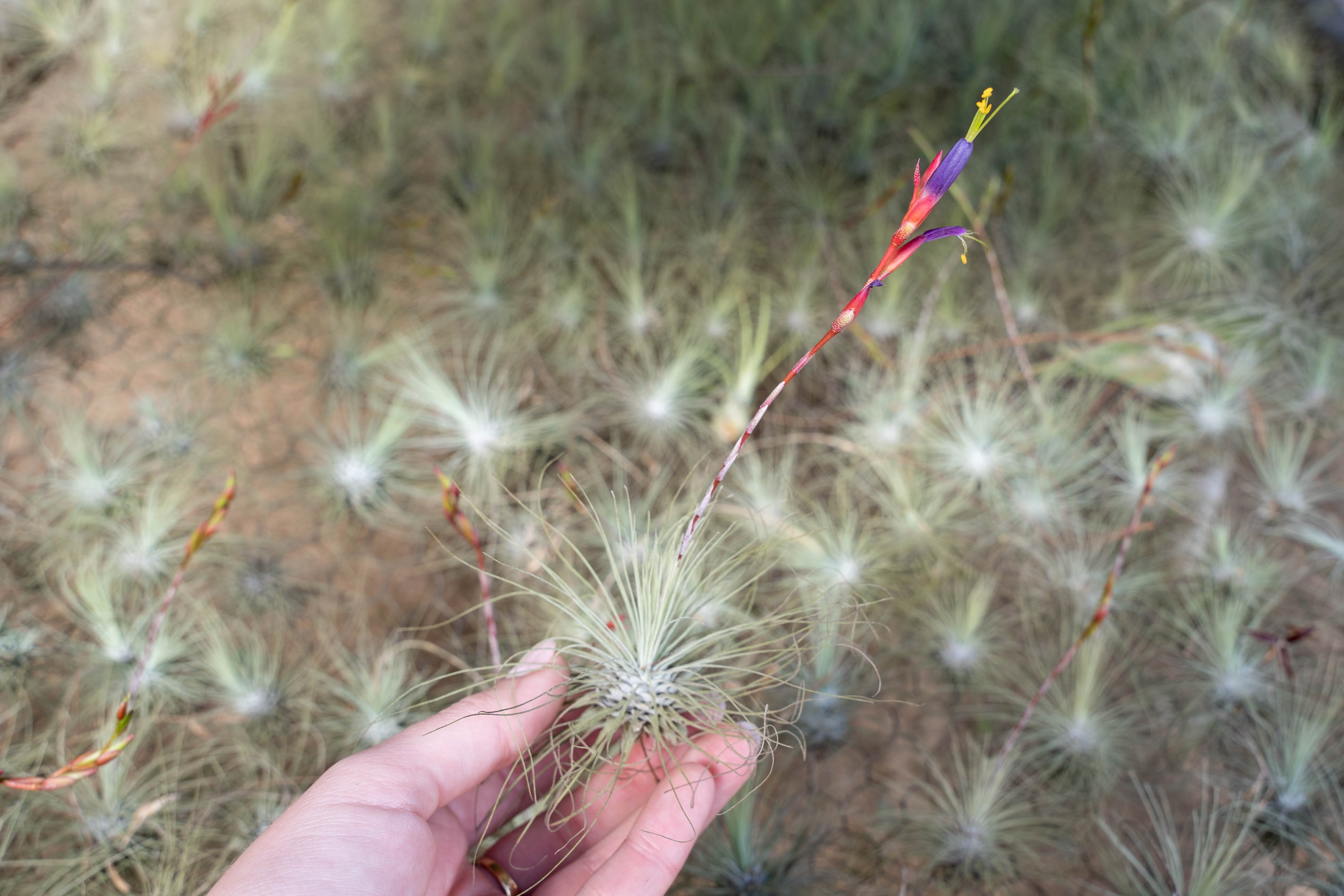 Tillandsia Argentea Thin Air Plants - 50% Off – Air Plant Shop