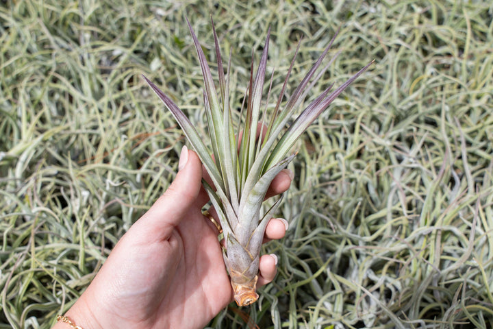 Tillandsia Fasciculata air plant