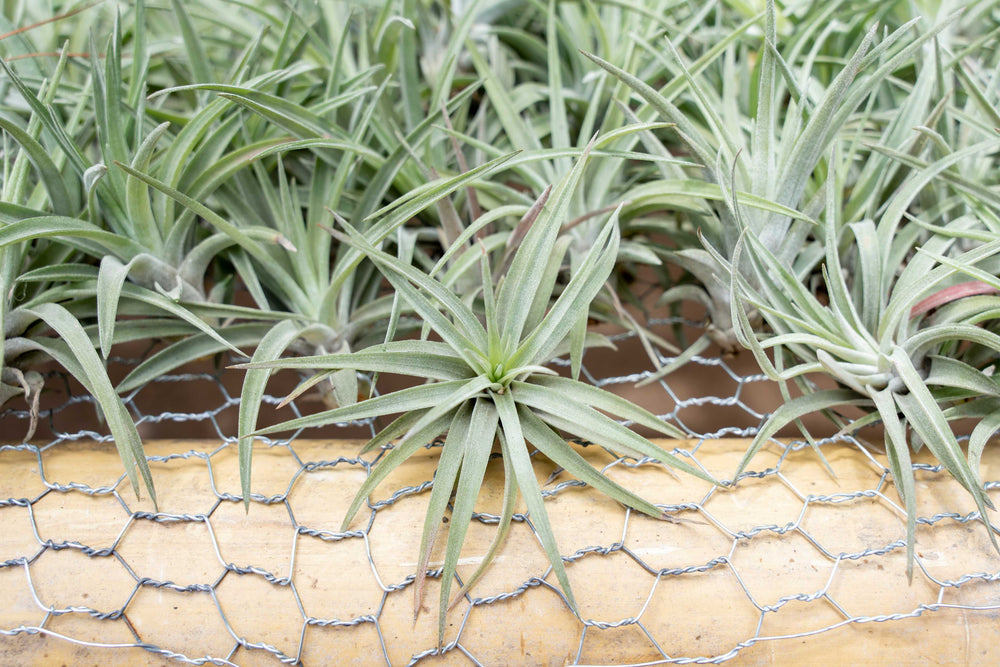 many tillandsia velutina air plants on a shelf at the farm