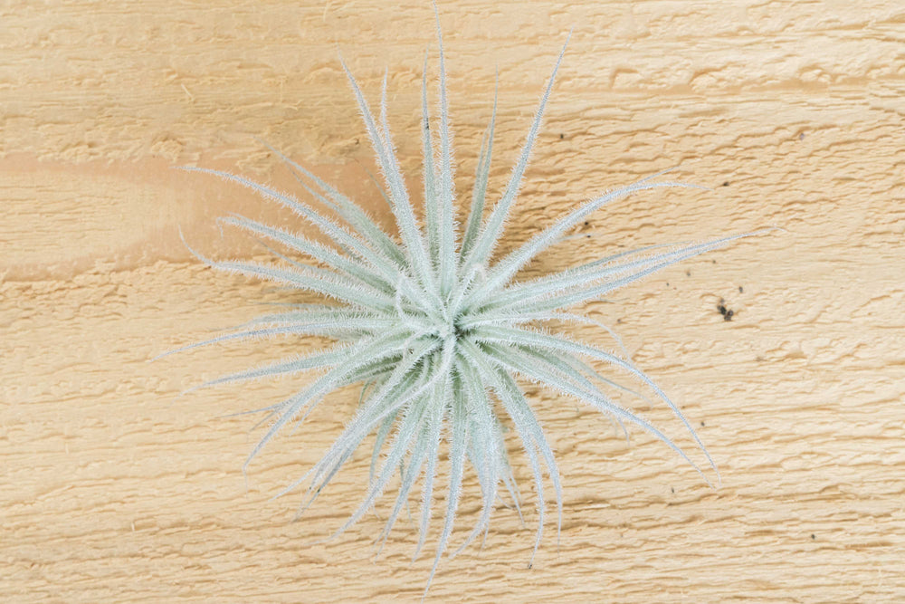 tillandsia tectorum ecuador air plant