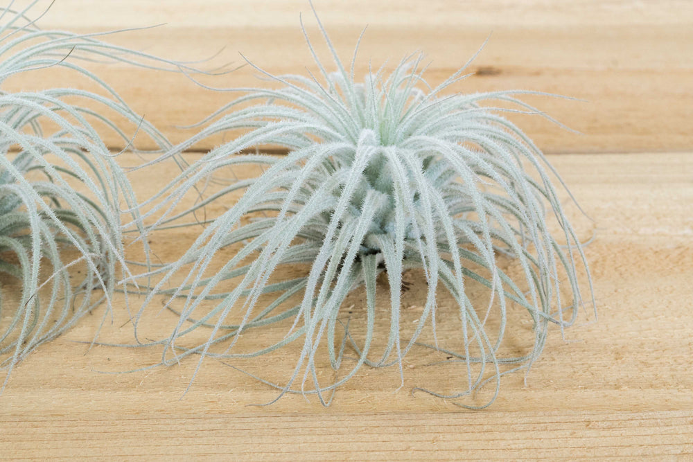 tillandsia tectorum ecuador air plant