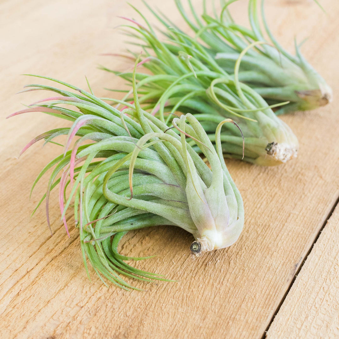 Tillandsia Ionantha X Brachycalous 'Victoriana' Air Plants
