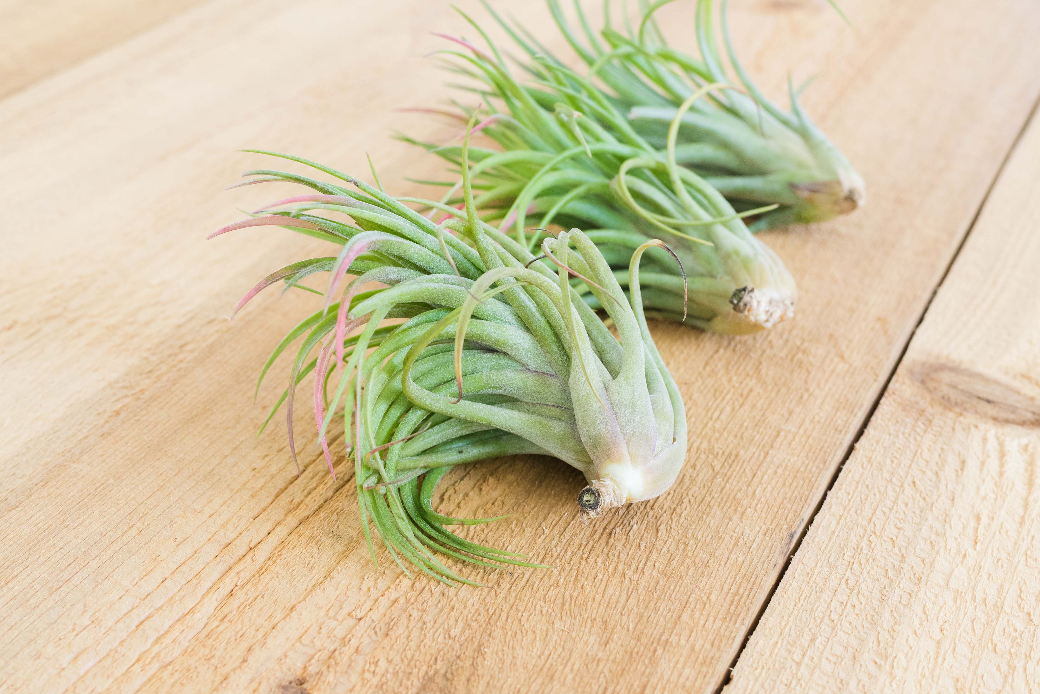 victoriana air plant Wholesale: Tillandsia Victoriana Air Plants [Min Order 12]