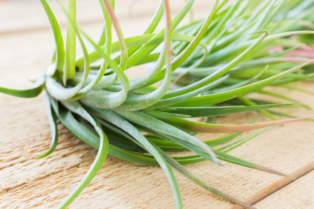 Tillandsia Ionantha X Brachycalous 'Victoriana' Air PlantsTillandsia Ionantha X Brachycalous 'Victoriana' Air Plants