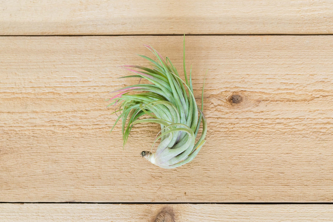 Tillandsia Ionantha X Brachycalous 'Victoriana' Air Plants