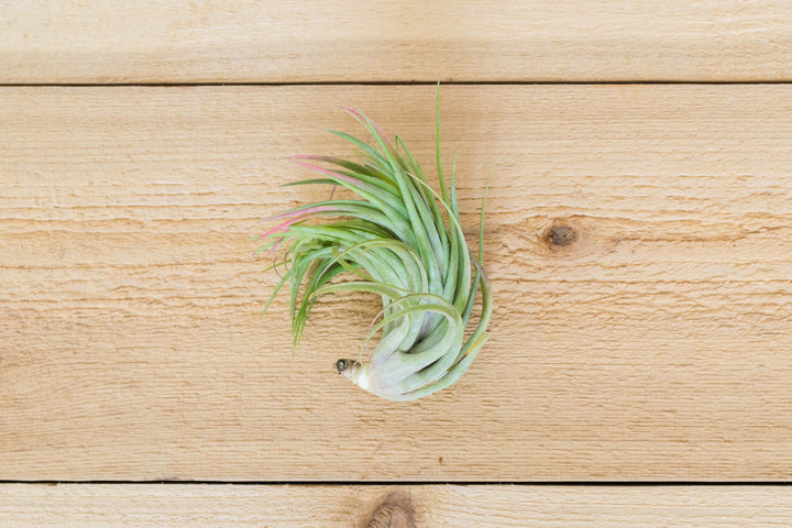 Tillandsia Ionantha X Brachycalous 'Victoriana' Air Plants