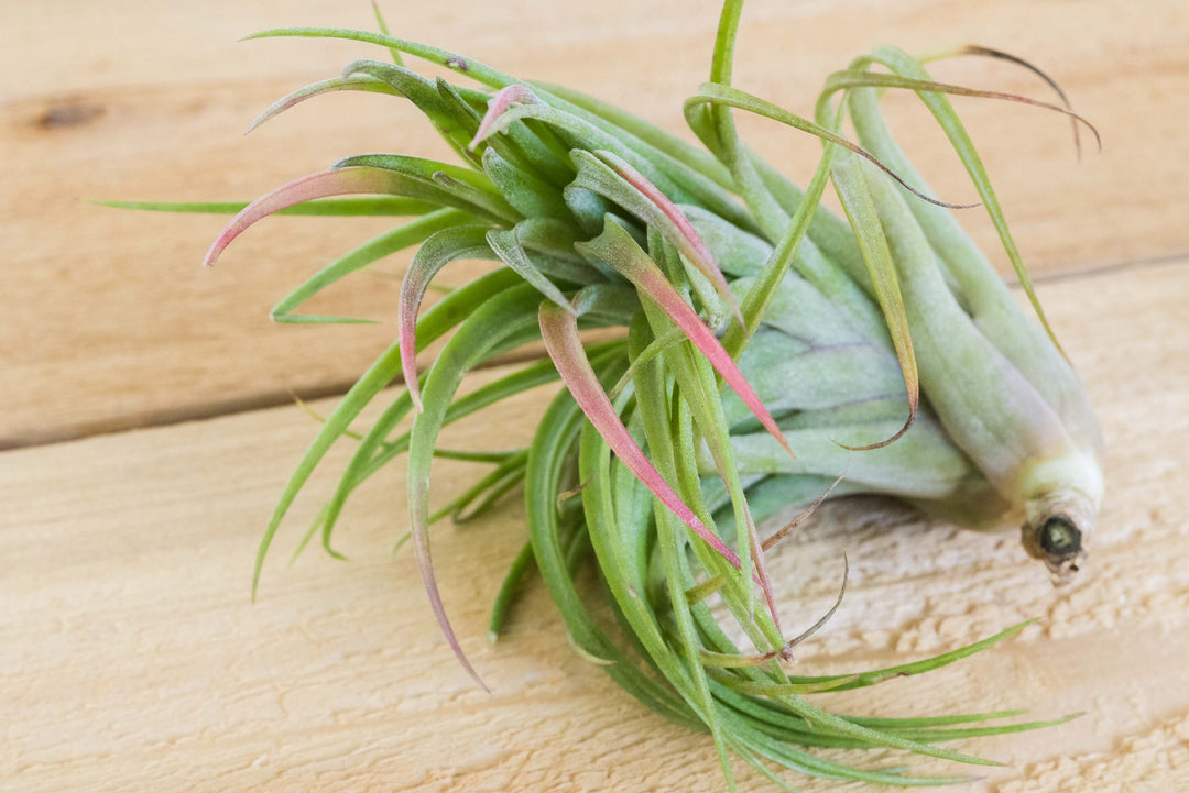 Tillandsia Ionantha X Brachycalous 'Victoriana' Air Plants