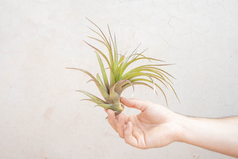 XL Tillandsia Abdita Air Plant