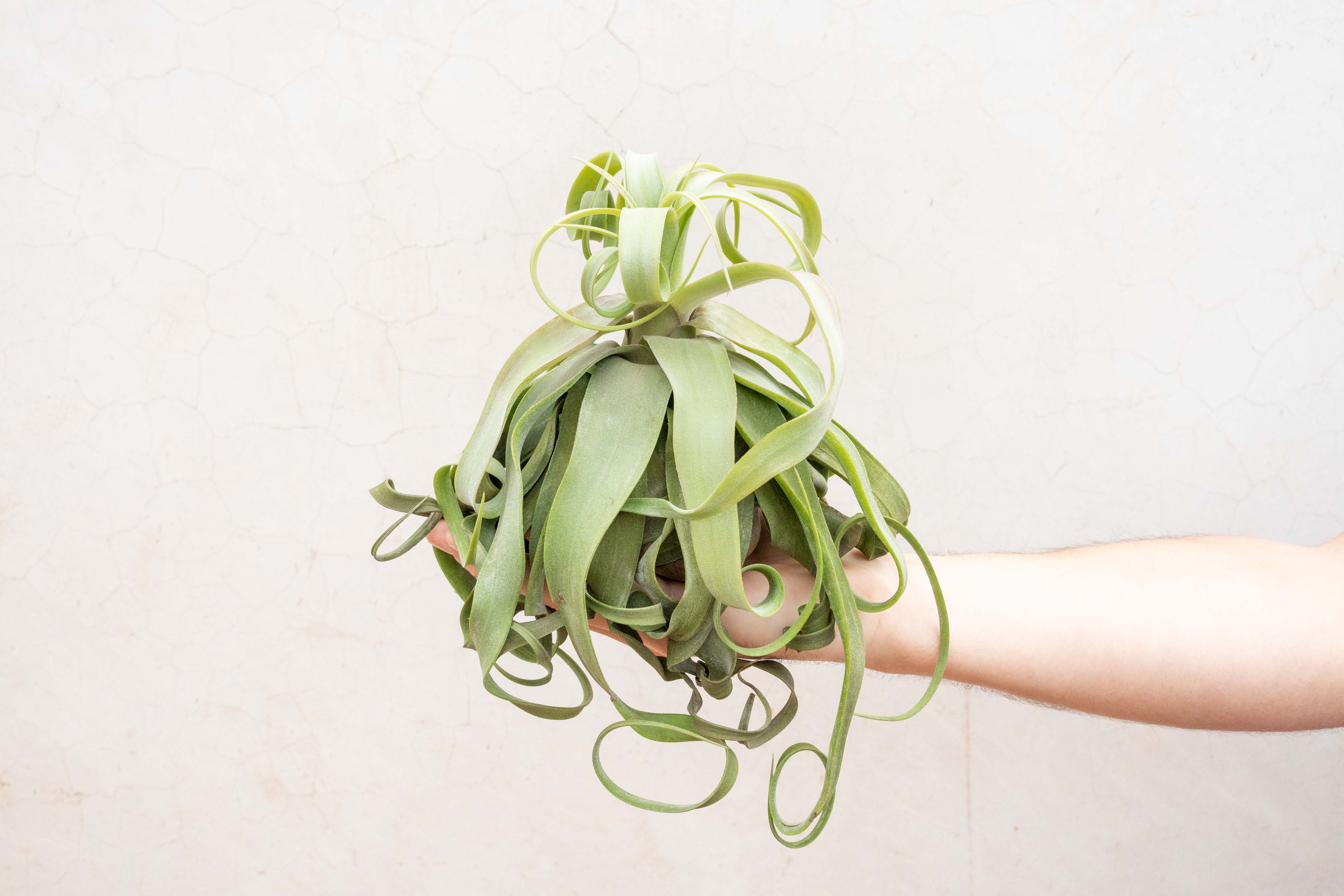Wholesale Jumbo Tillandsia Streptophylla Air Plants – Air Plant Shop