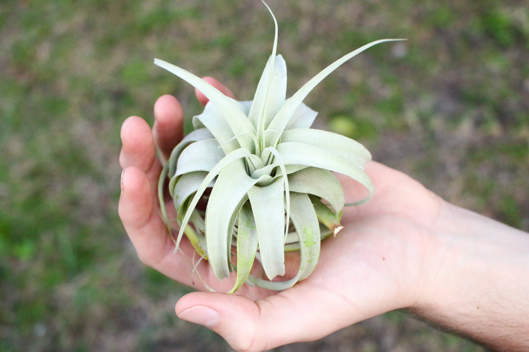 seedling tillandsia xerographica air plant