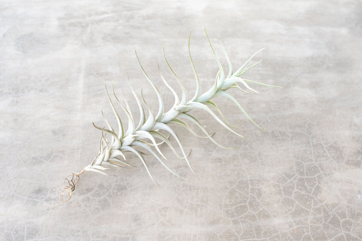 Tillandsia Albida 'Minor' Air Plant