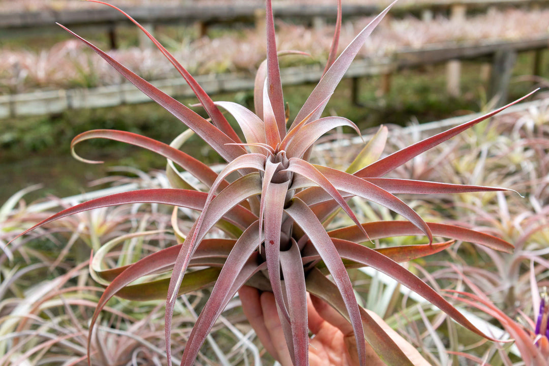 jumbo blushing and blooming tillandsia capitata peach air plant
