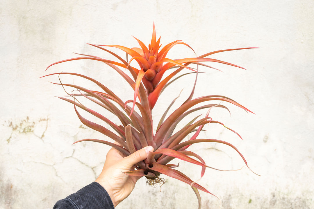 Large Blooming Tillandsia Capitata Red Air Plant