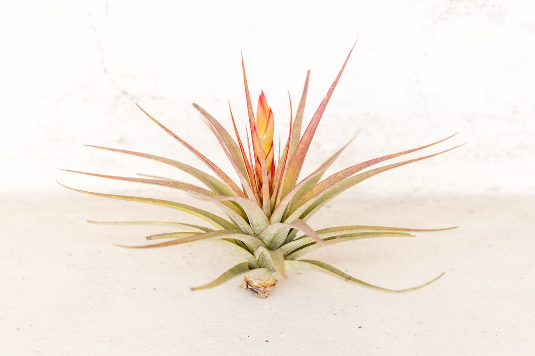 blushing and blooming tillandsia concolor air plant