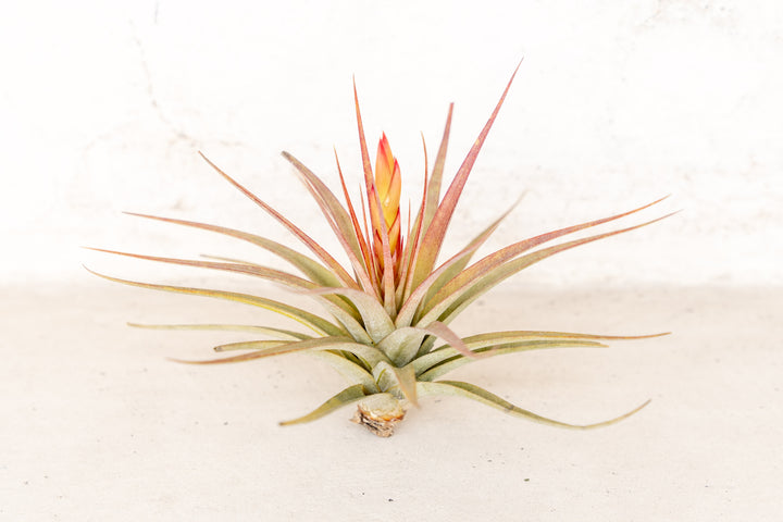 blushing and blooming tillandsia concolor air plant