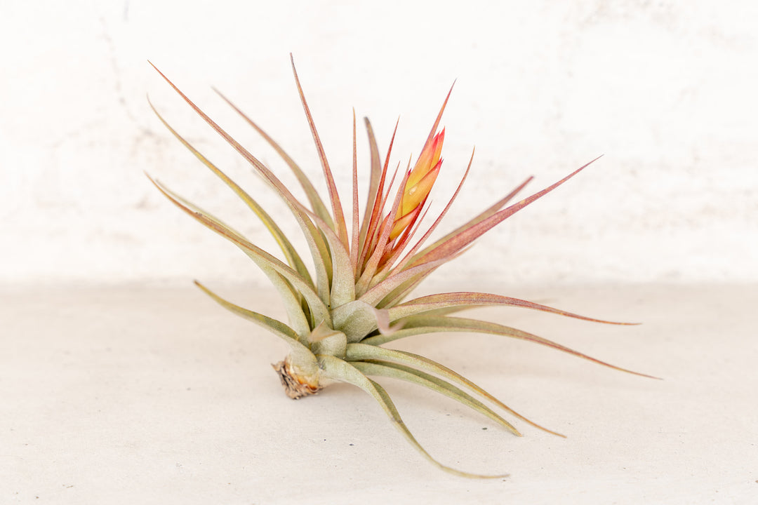 blushing and blooming tillandsia concolor air plant