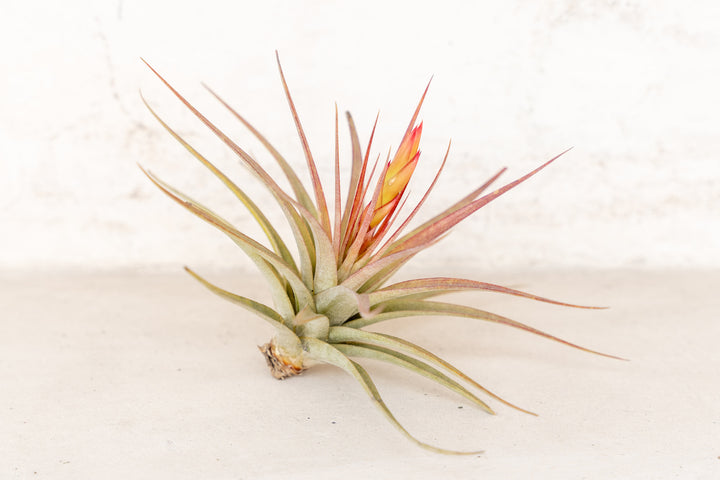 blushing and blooming tillandsia concolor air plant