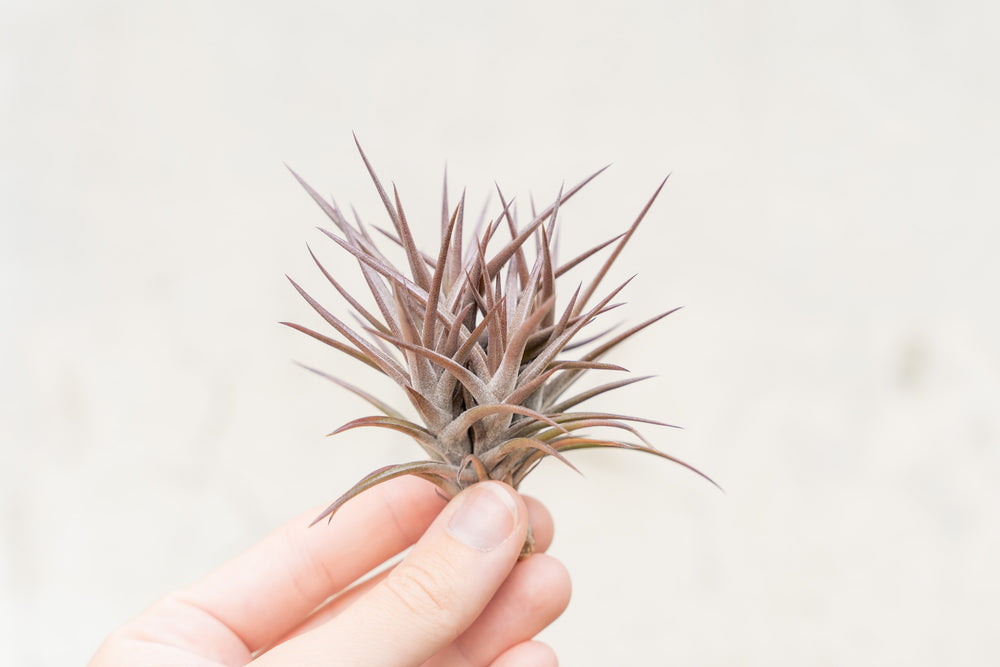 tillandsia jonesii clump air plant